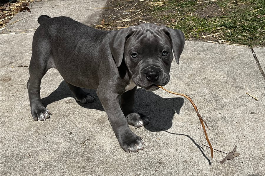 american-bully-puppy-picture-7819b488-4fe7-4bcd-a57b-8690ef9d988b.jpg