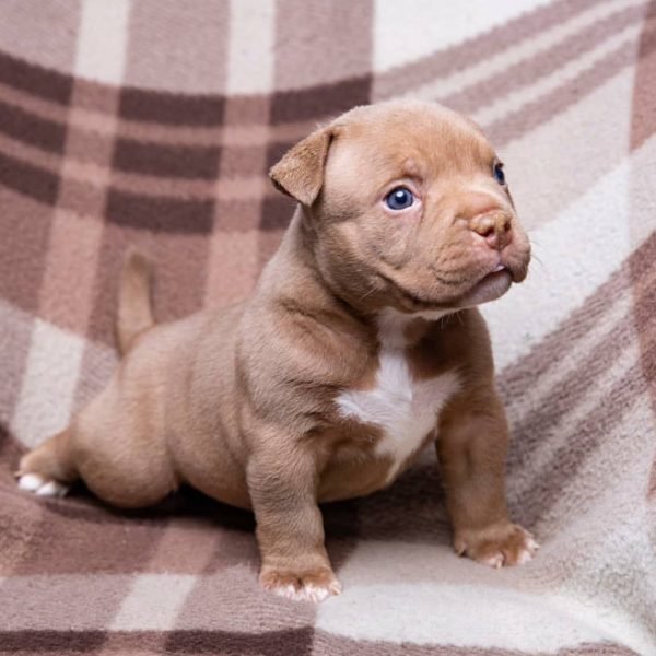 American bully for sale